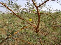 Acacia seyal - Flower head and foliage - Click to enlarge!