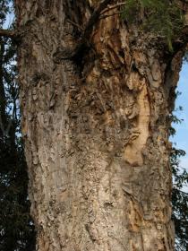 Acacia sieberiana - Bark - Click to enlarge!