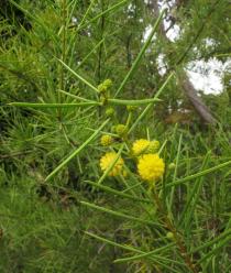Acacia tetragonophylla - Inflorescence - Click to enlarge!