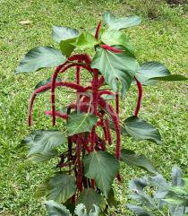 Acalypha
			hispida - Click to enlarge!