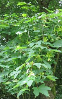 Acer pseudoplatanus - Foliage - Click to enlarge!