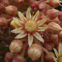 Aeonium rubrolineatum - Flower - Click to enlarge!
