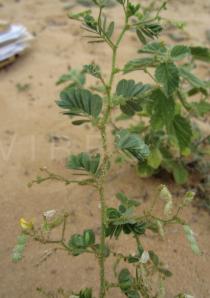 Aeschynomene
			brasiliana - Click to enlarge!