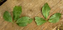 Afraegle paniculata - Upper and lower side of leaf - Click to enlarge!