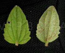 Alectra sessiliflora - Upper and lower surface of leaf - Click to enlarge!