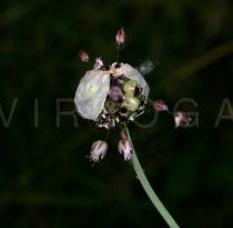 Allium scorodoprasum - Inflorescence - Click to enlarge!