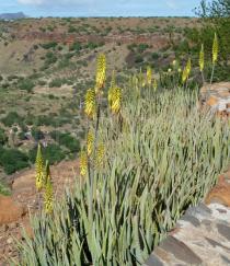 Aloe
			vera - Click to enlarge!