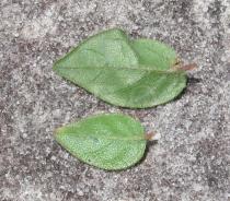 Alternanthera ficoidea - Upper and lower surface of leaves - Click to enlarge!