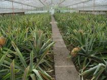 Ananas comosus - Cultivation under glass - Click to enlarge!