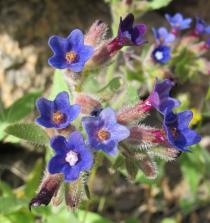 Anchusa undulata - Flowers - Click to enlarge!