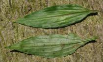 Aneilema beniniense - Upper and lower surface of leaf - Click to enlarge!
