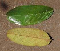 Annona monticola - Upper and lower surface of leaf - Click to enlarge!