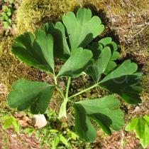 Aquilegia vulgaris - Leaf upper surface - Click to enlarge!