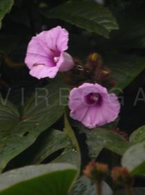 Argyreia capitiformis - Flowers - Click to enlarge!