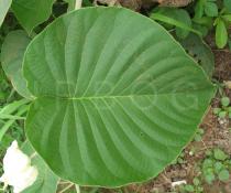 Argyreia nervosa - Leaf upper side - Click to enlarge!