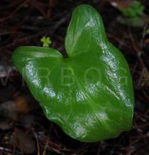 Arisarum vulgare - Upper surface of leaf - Click to enlarge!