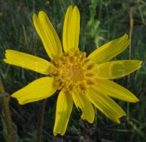 Arnica montana - Flower head - Click to enlarge!