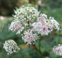 Astrantia major - Flower heads - Click to enlarge!