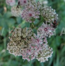 Astrantia major - Flower heads - Click to enlarge!