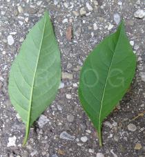 Atropa belladonna - Upper and lower surface of leaves - Click to enlarge!