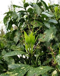 Aucuba japonica - Inflorescence - Click to enlarge!