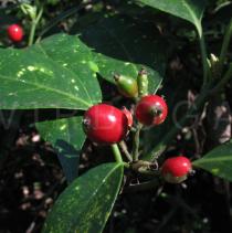 Aucuba japonica - Fruits - Click to enlarge!