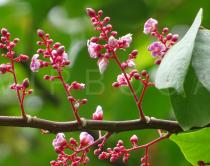 Averrhoa
			carambola - Click to enlarge!