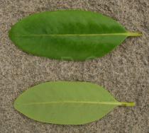 Avicennia germinans - Upper and lower side of leaf - Click to enlarge!