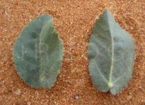 Ayenia erecta - Upper and lower surface of leaf - Click to enlarge!