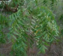 Azadirachta indica - Branch - Click to enlarge!