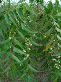 Azadirachta indica - Branch with flowers - Click to enlarge!