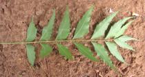 Azadirachta indica - Lower surface of leaf - Click to enlarge!