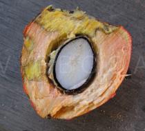 Bactris gasipaes - Fruit cross section - Click to enlarge!