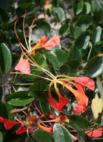 Bauhinia
			lorantha - Click to enlarge!