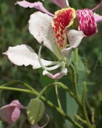 Bauhinia monandra - Flower - Click to enlarge!