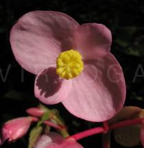 Begonia grandis - Flower - Click to enlarge!