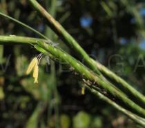 Brachypodium pinnatum - Flower - Click to enlarge!