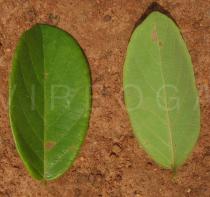 Bridelia ferruginea - Upper and lower surface of leaf - Click to enlarge!