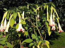 Brugmansia
		suaveolens - Click to enlarge!