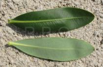Bupleurum fruticosum - Upper and lower surface of leaf - Click to enlarge!