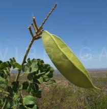 Caesalpinia pyramidalis - Pods - Click to enlarge!
