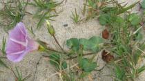 Calystegia soldanella - Flower, side view - Click to enlarge!