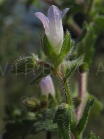 Campanula erinus - Flower, side view - Click to enlarge!