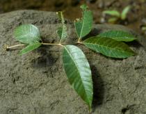 Canarium
			denticulatum - Click to enlarge!