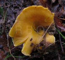 Cantharellus cibarius - Cap from above - Click to enlarge!