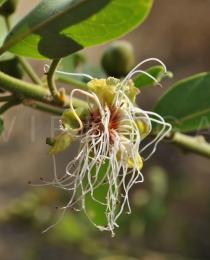 Capparis tomentosa - Flower - Click to enlarge!