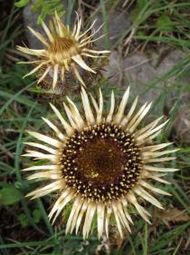 Carlina vulgaris - Flower heads - Click to enlarge!