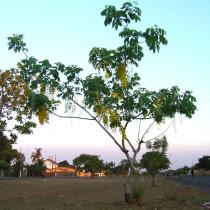 Cassia fistula - Habit of road side tree - Click to enlarge!