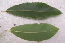 Castanea sativa - Top and lower side of leaf - Click to enlarge!