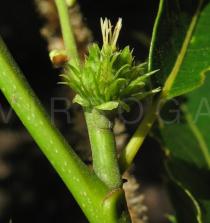 Castanea sativa - Female flower - Click to enlarge!